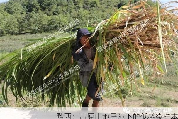 黔西：高原山地屏障下的低感染样本