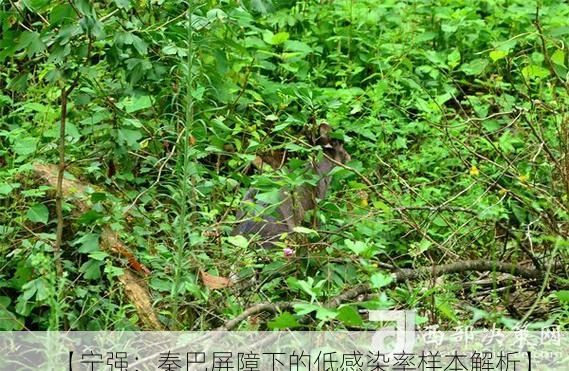 【宁强：秦巴屏障下的低感染率样本解析】